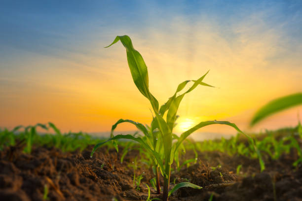 piantina di mais nel giardino agricolo con il tramonto - cultivated foto e immagini stock