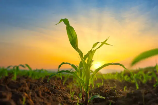 Photo of Maize seedling in the agricultural garden with the sunset