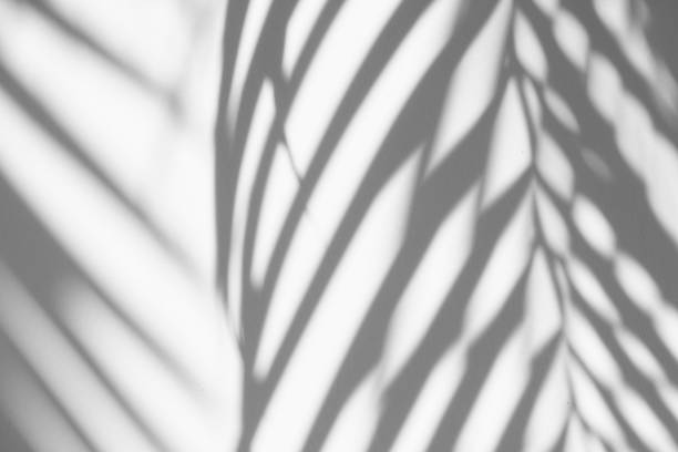 istock shadows palm leaf is tropical leaves on a white wall 1203647037