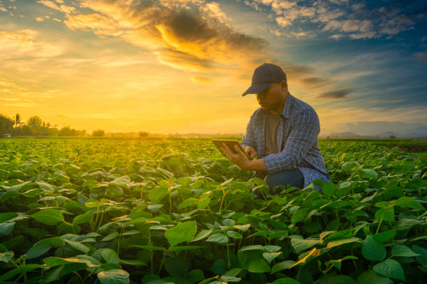 agricultor que utiliza el teléfono inteligente en el jardín de la haba mung con luz brilla la puesta de sol - grano planta fotos fotografías e imágenes de stock