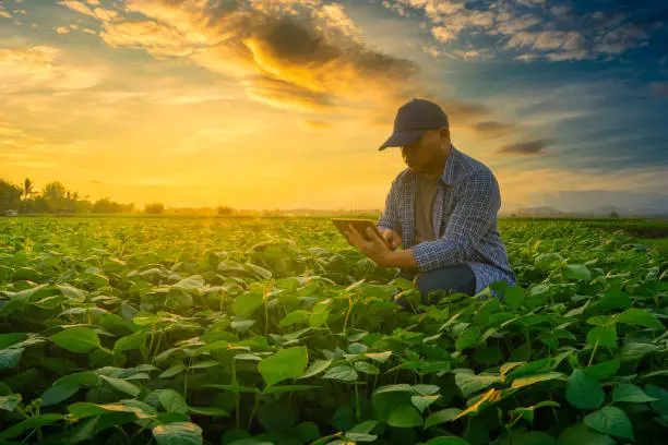 Photo of Farmer using smartphone in mung bean garden with light shines sunset