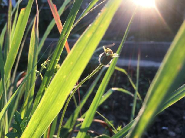 istock Small flower in the morning 1203648317