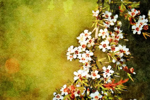 This is my Photographic Image of a Kanuka in a Watercolour Effect. Because sometimes you might want a more illustrative image for an organic look. Kanuka (Kunzea ericoides) is one of New Zealand's Tea Trees.

Although kanuka honey is not as well-known internationally as manuka, it actually contains more of the antiseptic properties than manuka.