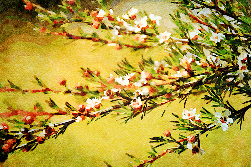 This is my Photographic Image of a Kanuka in a Watercolour Effect. Because sometimes you might want a more illustrative image for an organic look. Kanuka (Kunzea ericoides) is one of New Zealand's Tea Trees.\n\nAlthough kanuka honey is not as well-known internationally as manuka, it actually contains more of the antiseptic properties than manuka.