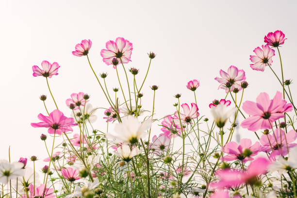 istock low angle view of beautiful daisy or Cosmos bipinnata Cav 1203651962