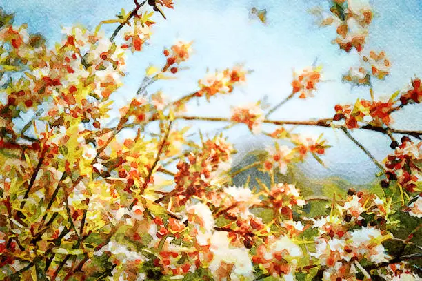 This is my Photographic Image of a Kanuka in a Watercolour Effect. Because sometimes you might want a more illustrative image for an organic look. Kanuka (Kunzea ericoides) is one of New Zealand's Tea Trees.

Although kanuka honey is not as well-known internationally as manuka, it actually contains more of the antiseptic properties than manuka.