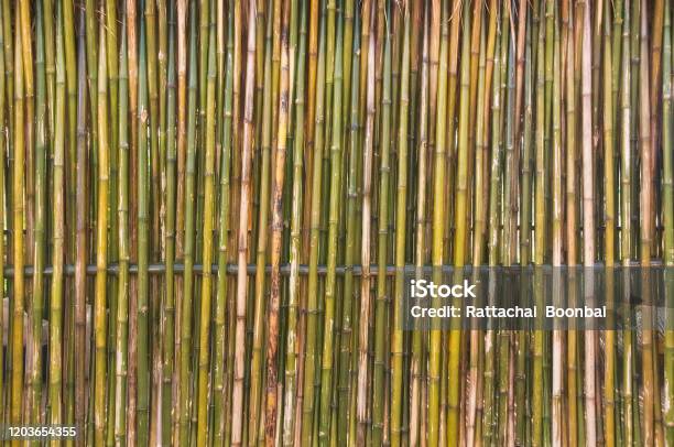 Bamboo Railing Texture Bamboo Wall Or Bamboo Fence Texture Background Stock Photo - Download ...