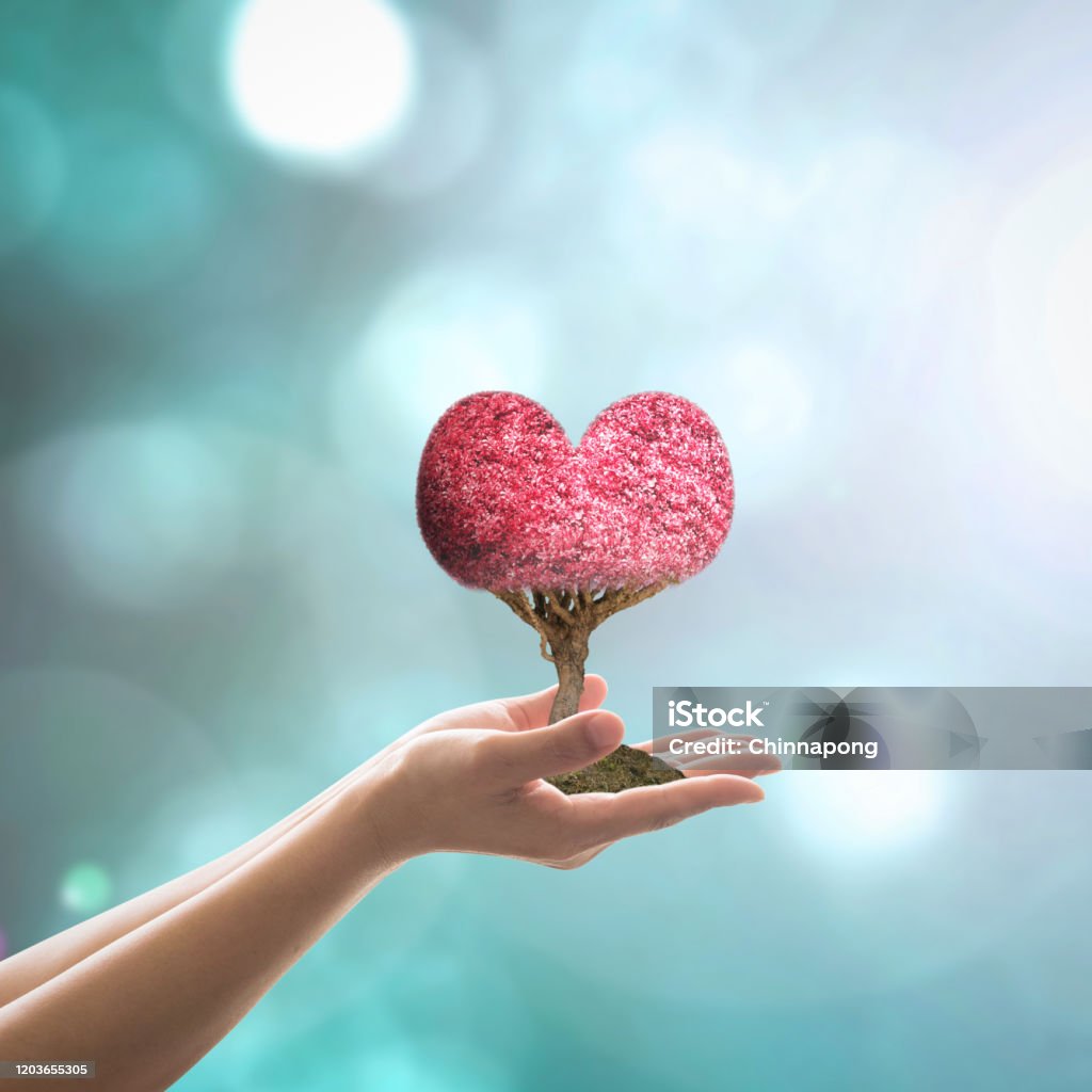 Red Heart Tree Planting On Woman Hands In Sweet Love Tree In Retro ...