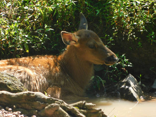 istock Young elk hiding in the forest 1203657338