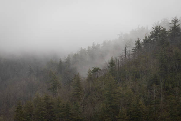 린빌 협곡의 포기 리지라인 - blue ridge mountains north carolina pine tree hiking 뉴스 사진 이미지