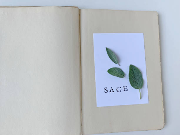 istock Sage leaves on old pages with copy space 1203658146