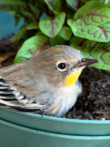 istock Stunned songbird in flowerpot 1203660128