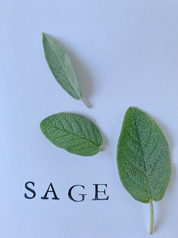 Leaves of fresh herbs with name on white background