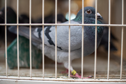 A photo of a wild pigeon with black feathers inside a bird cage at an outdoor market