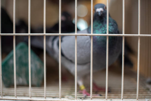 A closer look at a unique and wild black dove inside a metal bird cage at an outdoor market