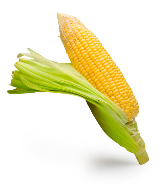 istock Sweet corns isolated on white with clipping path. 1203661851