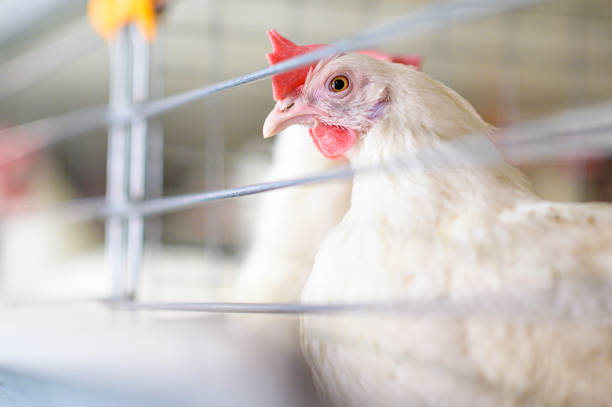 istock egg factory plant agriculture poultry chicken farm 1203663230