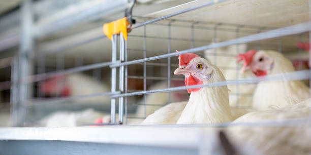 fábrica de huevos planta agricultura granja de pollo de aves de corral - animal egg incubator equipment horizontal fotografías e imágenes de stock