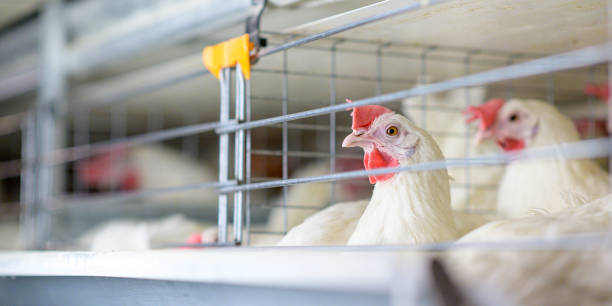 계란 공장 공장 농업 가금류 닭 농장 - avian flu virus 뉴스 사진 이미지