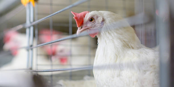 istock egg factory plant agriculture poultry chicken farm 1203663485