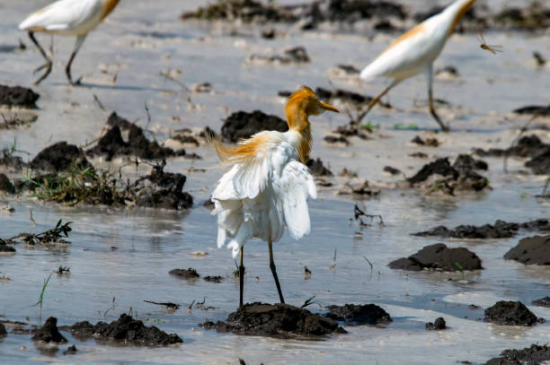 istock storks in a plowed field looking for food 1203665904
