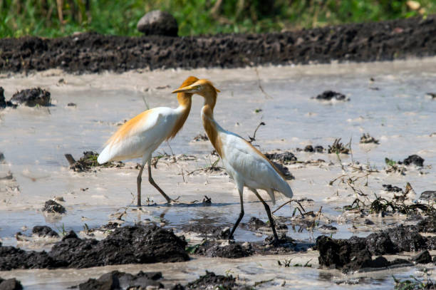 istock Two storks in a plowed field looking for food 1203666054