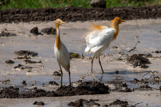 dos cigenscos en un campo arado en busca de comida - wading snowy egret egret bird fotografías e imágenes de stock