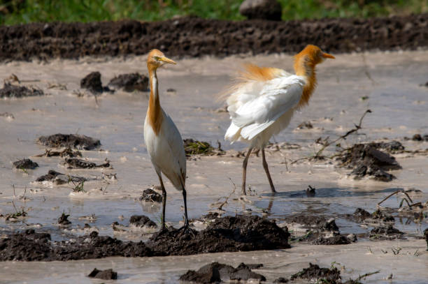 due cicogne in un campo arato in cerca di cibo - wading snowy egret egret bird foto e immagini stock