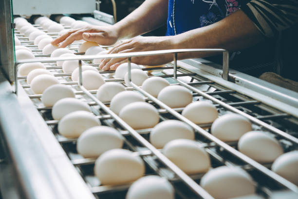 egg factory plant agriculture poultry chicken farm egg factory plant agriculture poultry chicken farm product industry poultry photos stock pictures, royalty-free photos & images