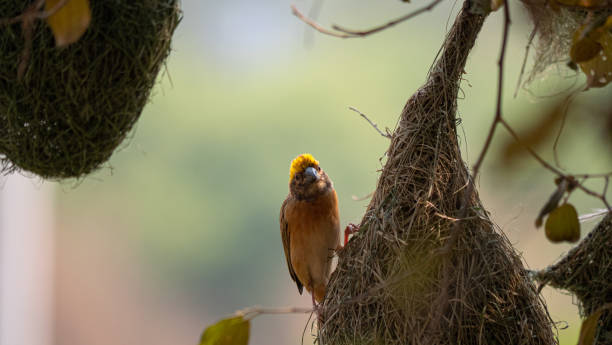 istock The golden-breasted bird is nesting in a tree hanging on the tree. 1203668770