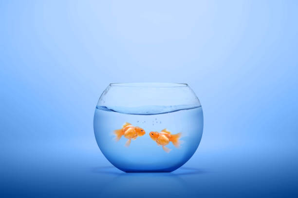 istock Goldfish in the fishbowl 1203671217