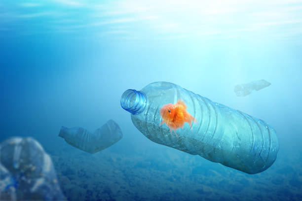 istock Goldfish trapped on the plastic bottle on the ocean 1203671220