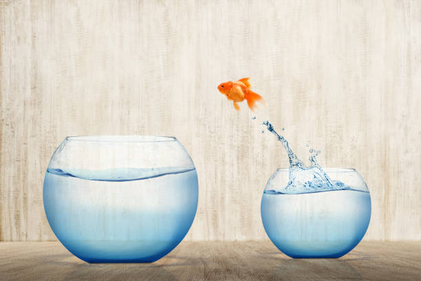 istock Goldfish jumping out into a bigger fishbowl 1203671792