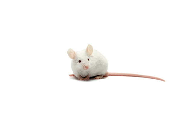 a white mouse - research small laboratory equipment imagens e fotografias de stock