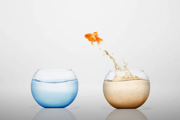 istock Goldfish jumping out into a freshwater bowl 1203671902