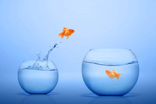 istock Goldfish jumping out into a bigger fishbowl 1203671906