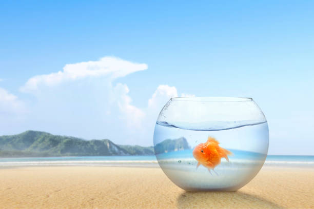 istock Goldfish in the fishbowl on the sandy beach 1203671974