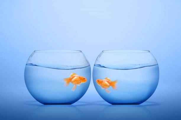 istock Goldfish in the fishbowl 1203671990