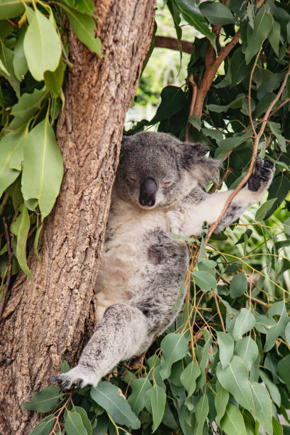 carino koala divertente stile di sonno in un albero australia zoo estate - stuffed animal toy koala australia foto e immagini stock