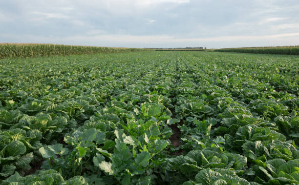 istock Chinese cabbage crops growing at field 1203672951