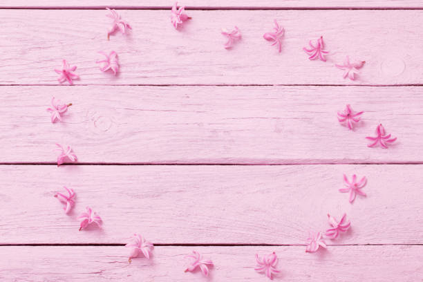 pink hyacinth flowers  on  pink wooden background
