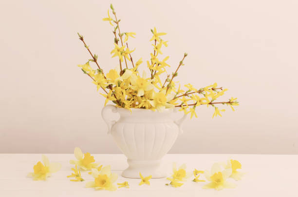 istock forsythia flowers in vase on white background  background 1203675293