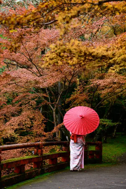 woman girl holding umbrella in old fashion style wearing traditional or original Japanese dressed, walks in the middle of street of the village garden autumn park, travel and visit japan