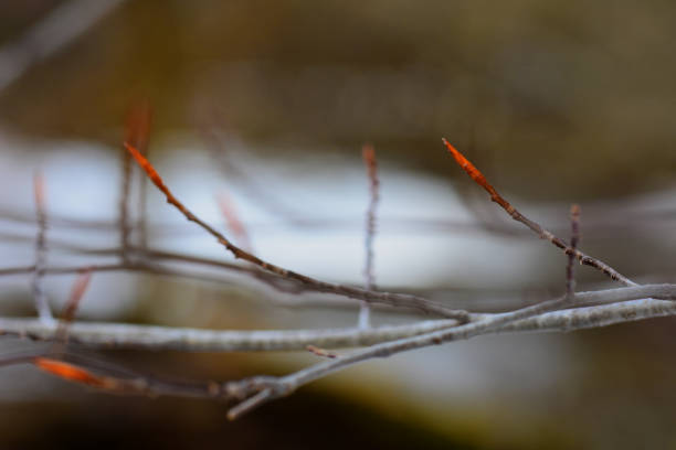 アメリカブナの小枝と芽(ファガスグランティフォリア)、オンタリオ州、カナダ - american beech ストックフォトと画像