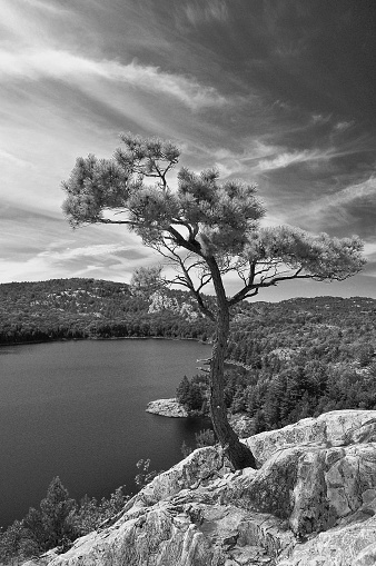 Black and white portrait image of a lone pine tree on a quartzite ridge above a lake in Killarney Provincial Park, Ontario