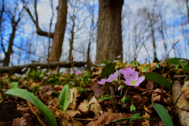 Photo of Spring beauties (Claytonia virginica) Blooming in a Mature Woodland