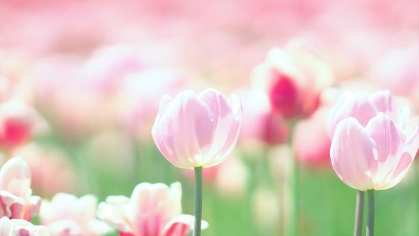 istock Flower field of Suzuran Park 1203677559