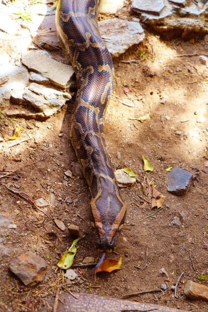 Roytal Python On Rocks 750개 이상의 Rock Python 스톡 사진, 그림 및 Royalty-Free 이미지 - iStock