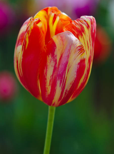 istock Orange tulip flower with natural background blurred 1203679578
