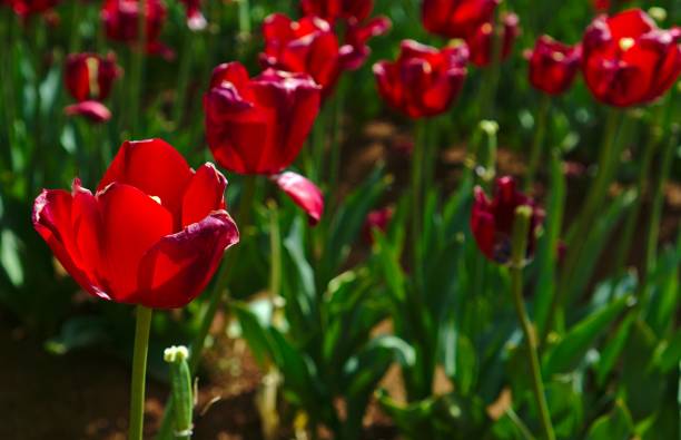 istock Pink tulip flowers with natural background blurred 1203680421